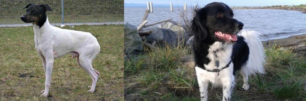 Stabyhoun vs Japanese Terrier - Breed Comparison