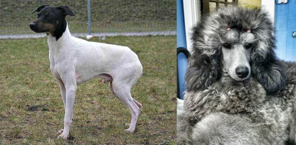 Standard Poodle vs Japanese Terrier - Breed Comparison