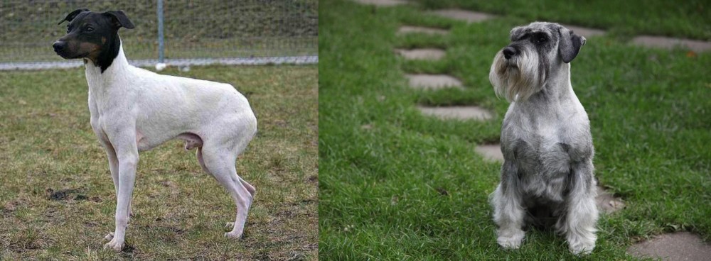 Standard Schnauzer vs Japanese Terrier - Breed Comparison