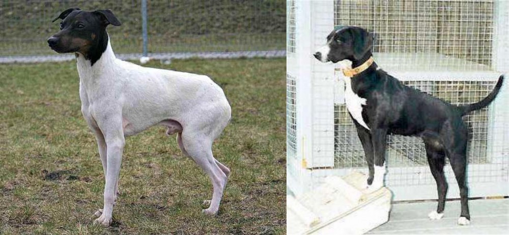 Stephens Stock vs Japanese Terrier - Breed Comparison