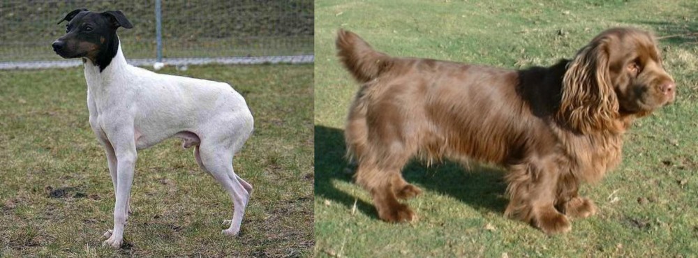Sussex Spaniel vs Japanese Terrier - Breed Comparison
