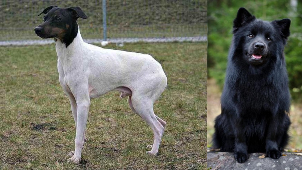Swedish Lapphund vs Japanese Terrier - Breed Comparison