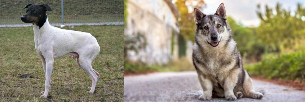 Swedish Vallhund vs Japanese Terrier - Breed Comparison