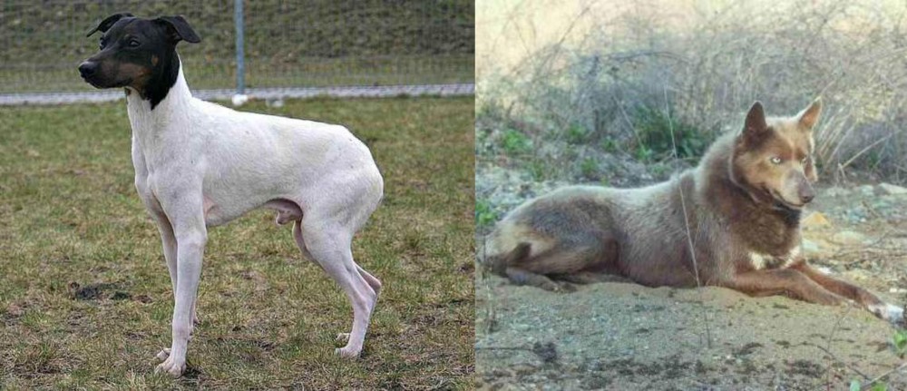 Tahltan Bear Dog vs Japanese Terrier - Breed Comparison