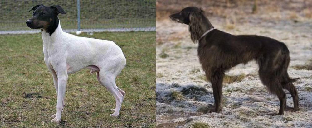 Taigan vs Japanese Terrier - Breed Comparison