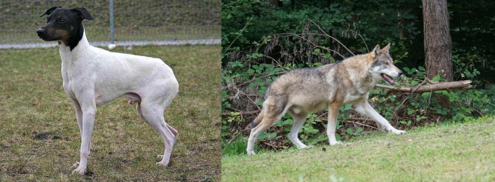 Tamaskan vs Japanese Terrier - Breed Comparison
