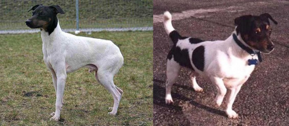 Teddy Roosevelt Terrier vs Japanese Terrier - Breed Comparison