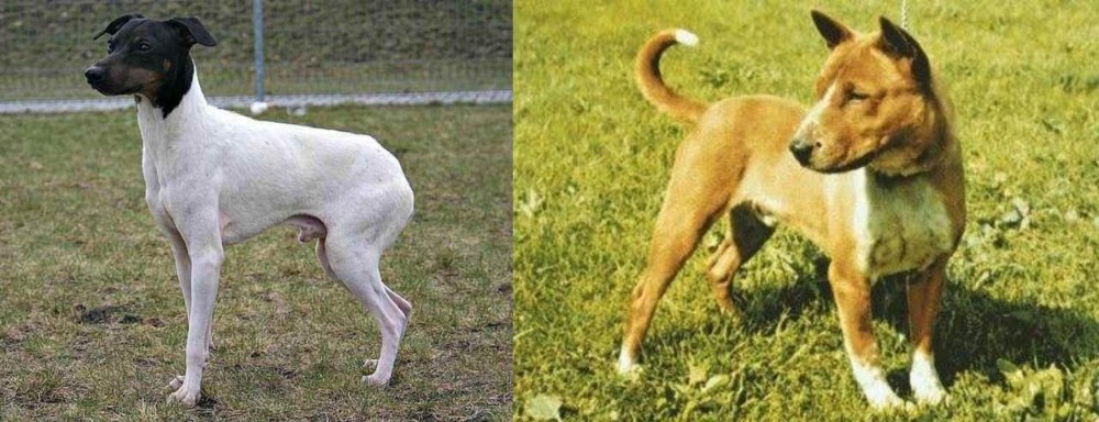Telomian vs Japanese Terrier - Breed Comparison