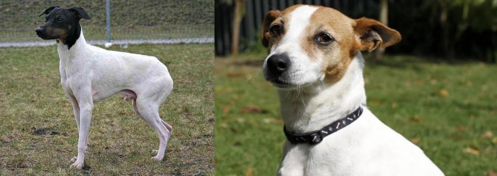Tenterfield Terrier vs Japanese Terrier - Breed Comparison