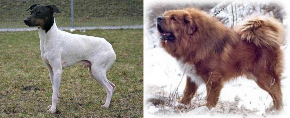 Tibetan Kyi Apso vs Japanese Terrier - Breed Comparison