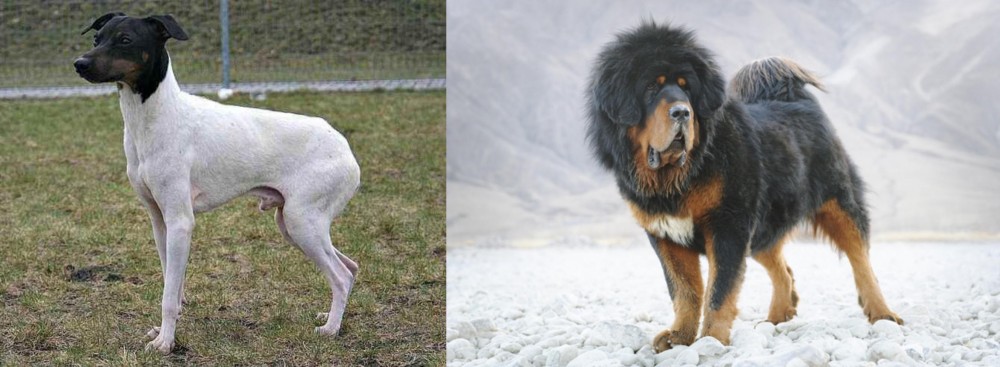 Tibetan Mastiff vs Japanese Terrier - Breed Comparison
