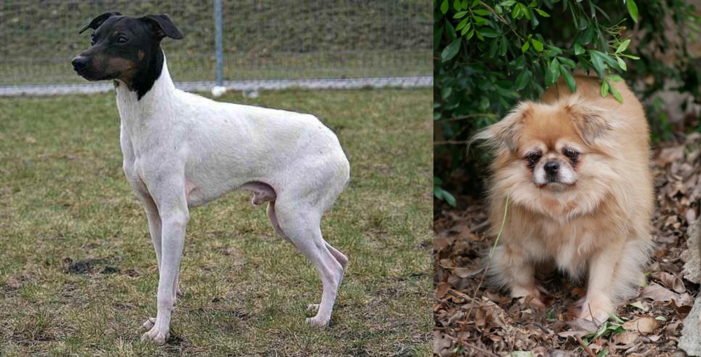 Tibetan Spaniel vs Japanese Terrier - Breed Comparison