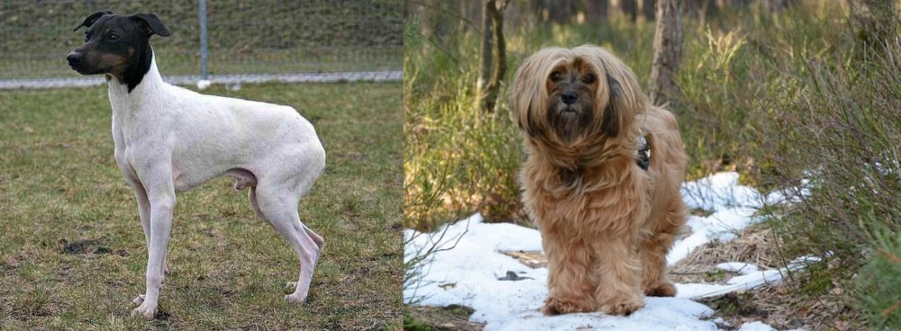Tibetan Terrier vs Japanese Terrier - Breed Comparison