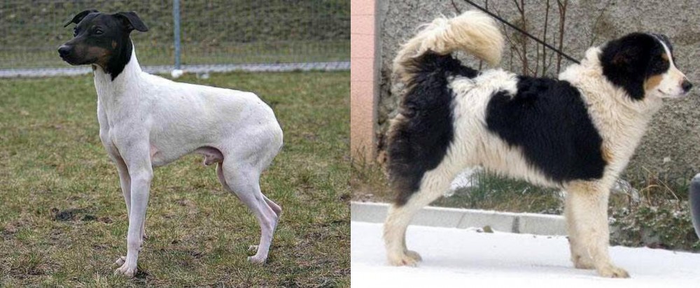 Tornjak vs Japanese Terrier - Breed Comparison