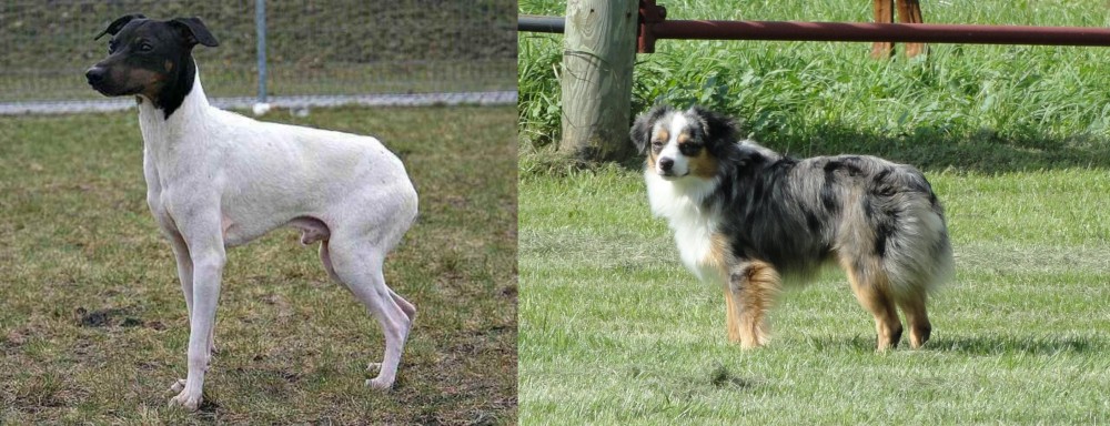 Toy Australian Shepherd vs Japanese Terrier - Breed Comparison