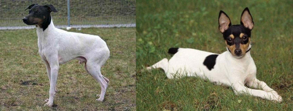 Toy Fox Terrier vs Japanese Terrier - Breed Comparison