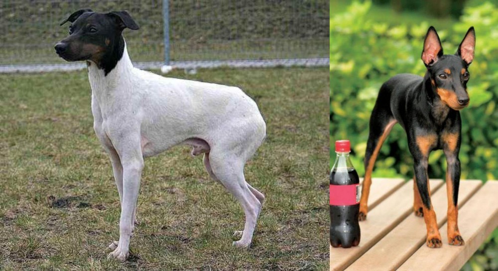 Toy Manchester Terrier vs Japanese Terrier - Breed Comparison