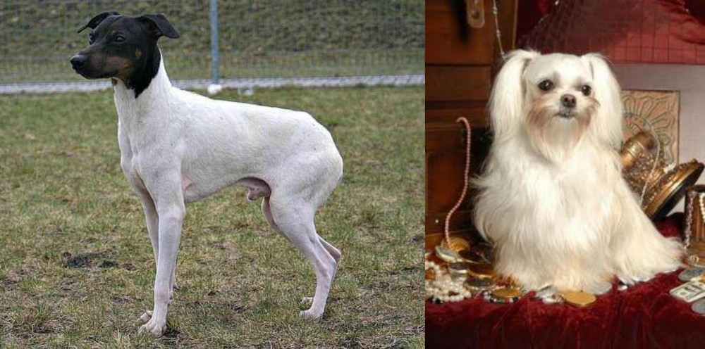 Toy Mi-Ki vs Japanese Terrier - Breed Comparison