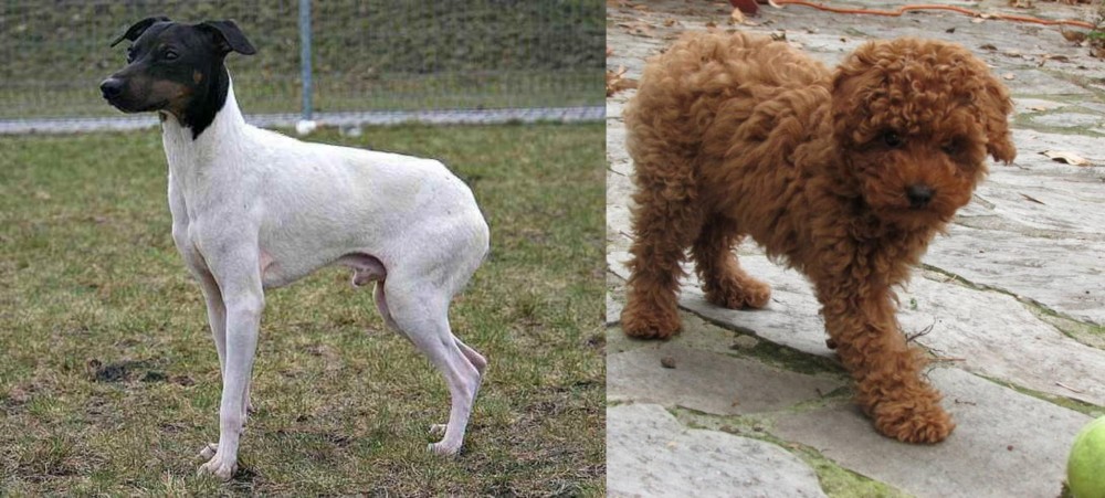 Toy Poodle vs Japanese Terrier - Breed Comparison