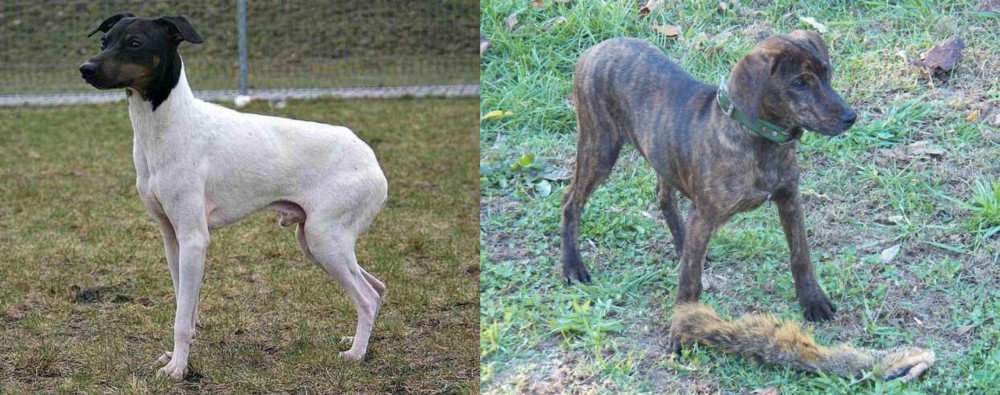 Treeing Cur vs Japanese Terrier - Breed Comparison