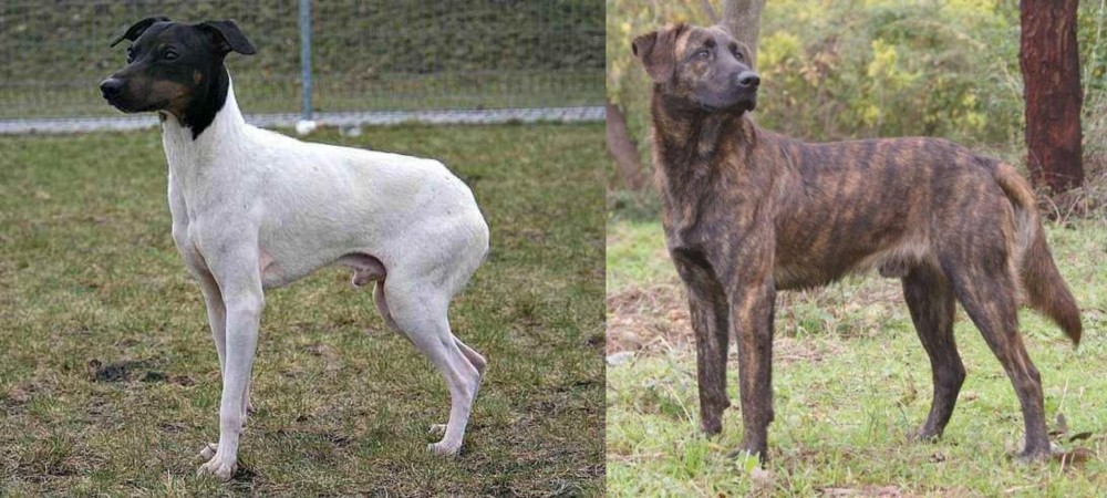 Treeing Tennessee Brindle vs Japanese Terrier - Breed Comparison