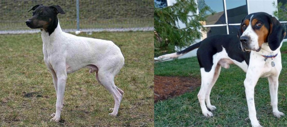 Treeing Walker Coonhound vs Japanese Terrier - Breed Comparison