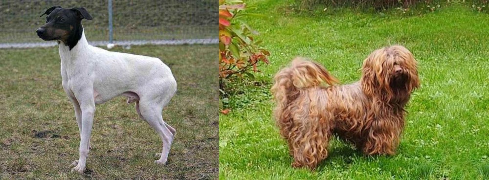Tsvetnaya Bolonka vs Japanese Terrier - Breed Comparison