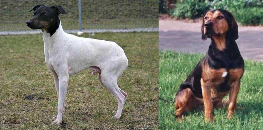 Tyrolean Hound vs Japanese Terrier - Breed Comparison