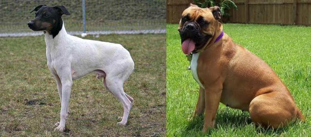 Valley Bulldog vs Japanese Terrier - Breed Comparison