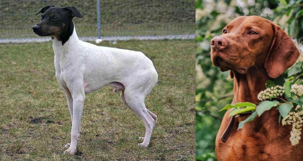 Vizsla vs Japanese Terrier - Breed Comparison