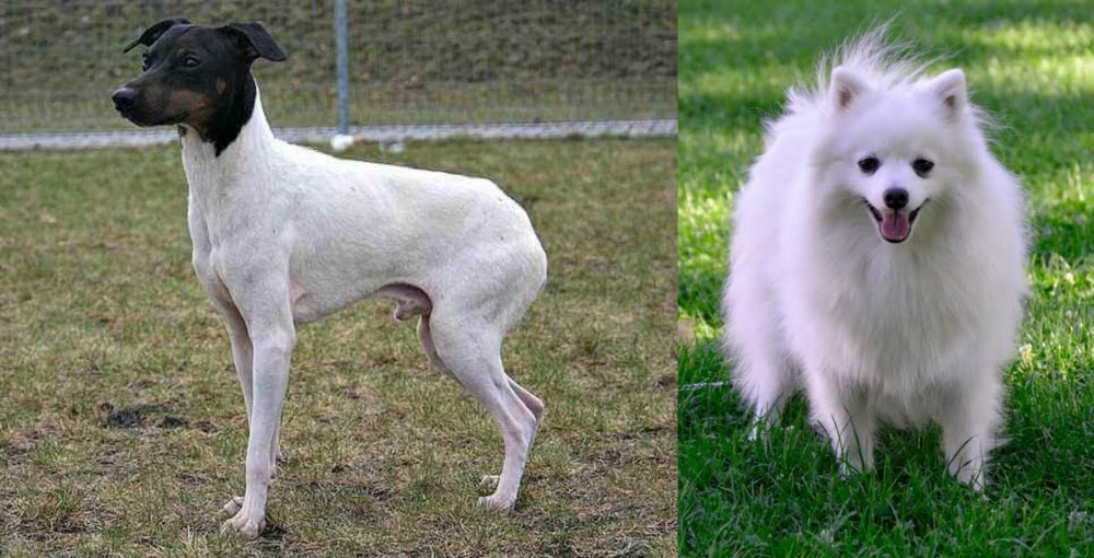 Volpino Italiano vs Japanese Terrier - Breed Comparison