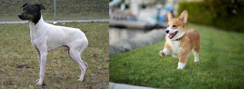 Welsh Corgi vs Japanese Terrier - Breed Comparison