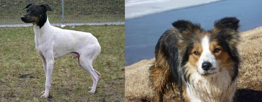 Welsh Sheepdog vs Japanese Terrier - Breed Comparison