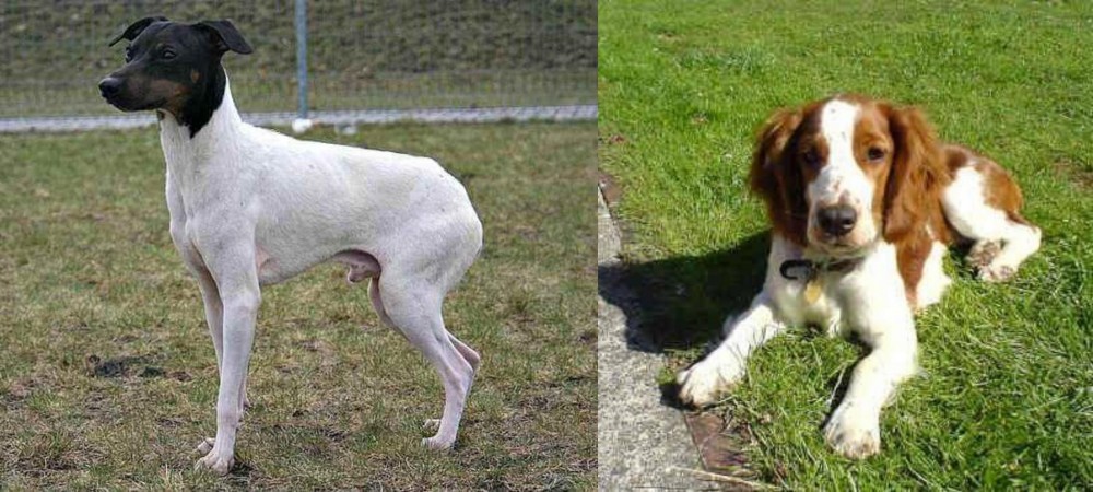 Welsh Springer Spaniel vs Japanese Terrier - Breed Comparison