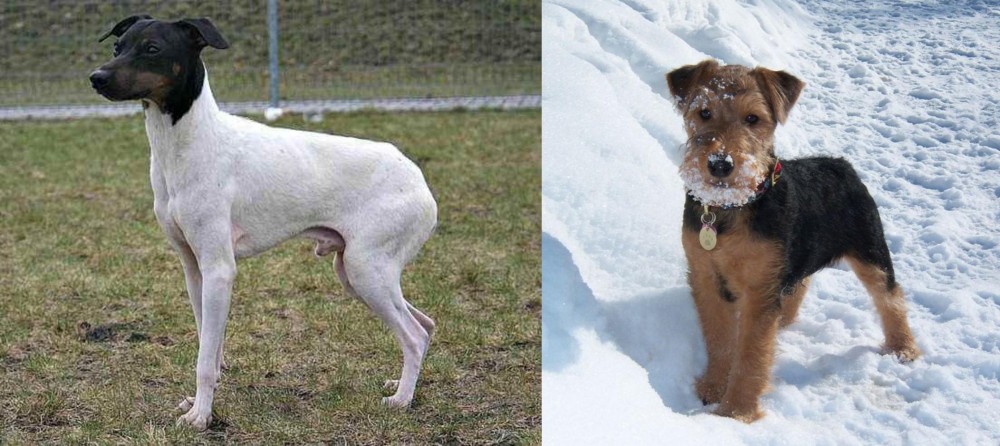 Welsh Terrier vs Japanese Terrier - Breed Comparison