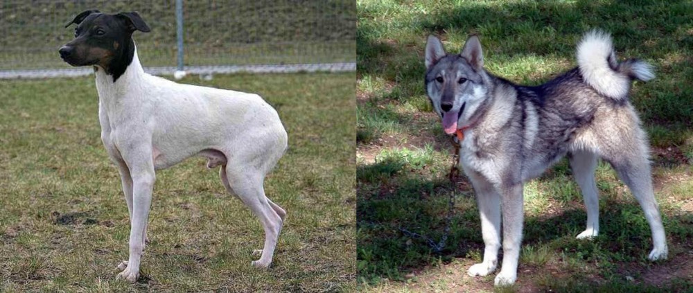 West Siberian Laika vs Japanese Terrier - Breed Comparison