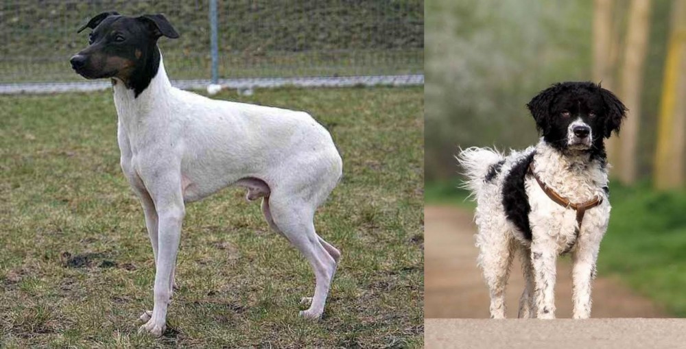 Wetterhoun vs Japanese Terrier - Breed Comparison