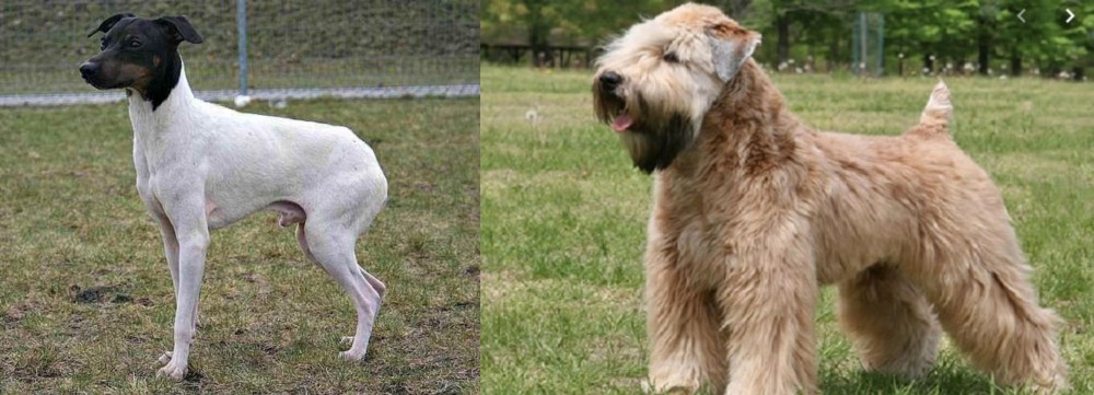 Wheaten Terrier vs Japanese Terrier - Breed Comparison