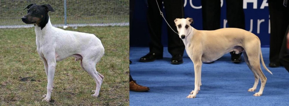 Whippet vs Japanese Terrier - Breed Comparison