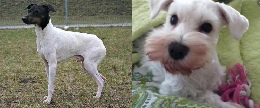 White Schnauzer vs Japanese Terrier - Breed Comparison
