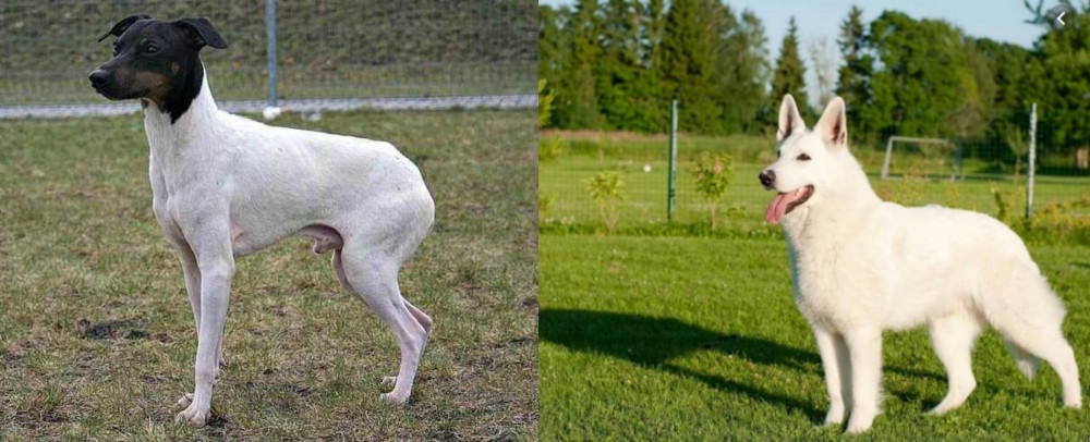 White Shepherd vs Japanese Terrier - Breed Comparison