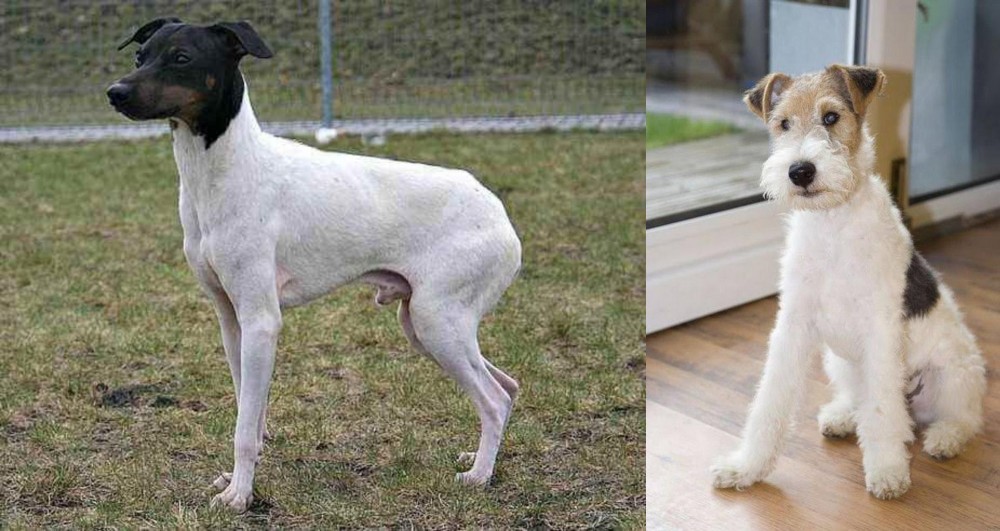 Wire Fox Terrier vs Japanese Terrier - Breed Comparison