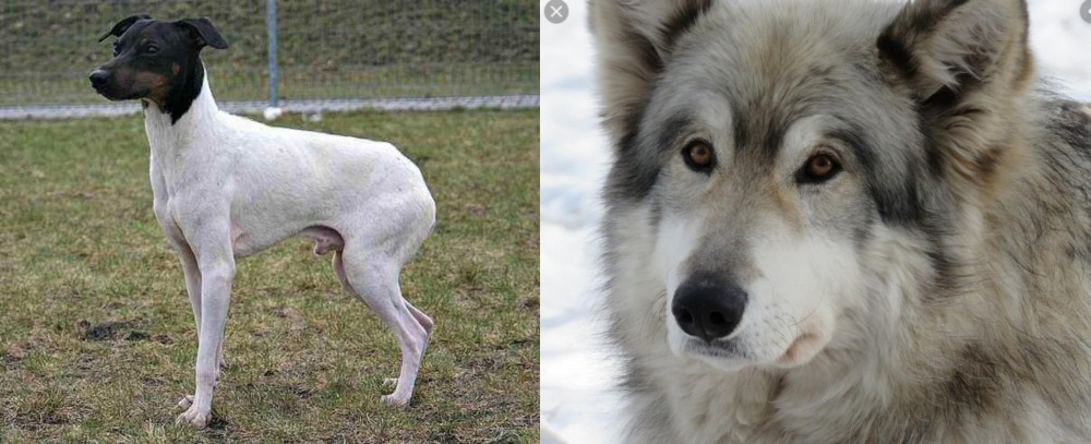 Wolfdog vs Japanese Terrier - Breed Comparison