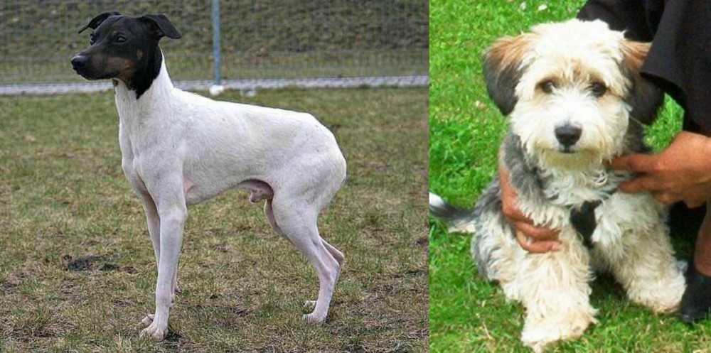 Yo-Chon vs Japanese Terrier - Breed Comparison