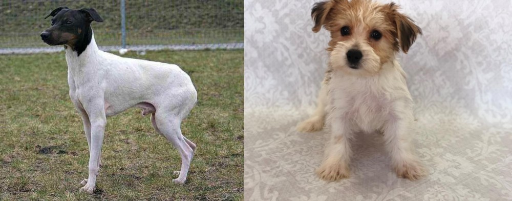 Yochon vs Japanese Terrier - Breed Comparison
