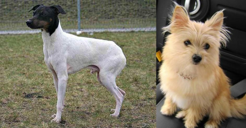 Yoranian vs Japanese Terrier - Breed Comparison