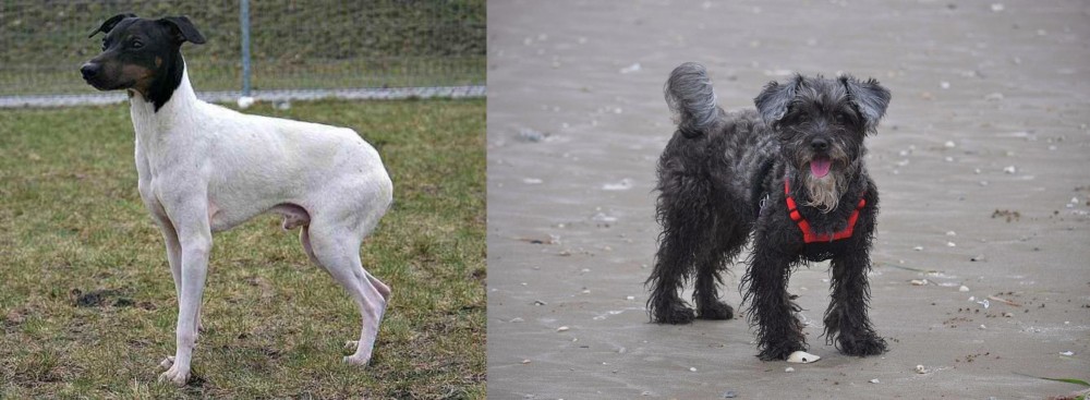YorkiePoo vs Japanese Terrier - Breed Comparison