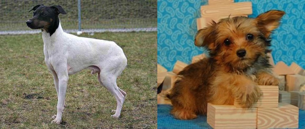 Yorkillon vs Japanese Terrier - Breed Comparison