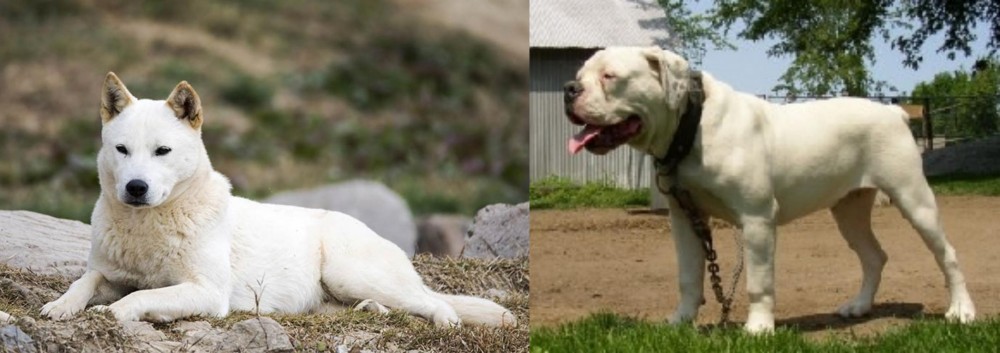 Hermes Bulldogge vs Jindo - Breed Comparison