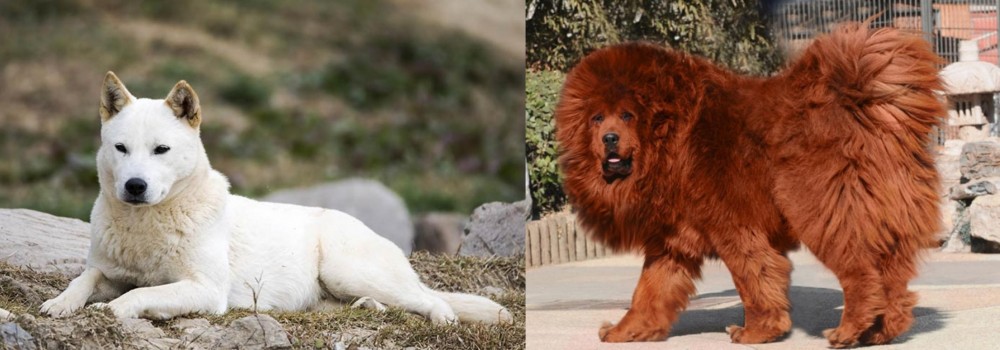 Himalayan Mastiff vs Jindo - Breed Comparison